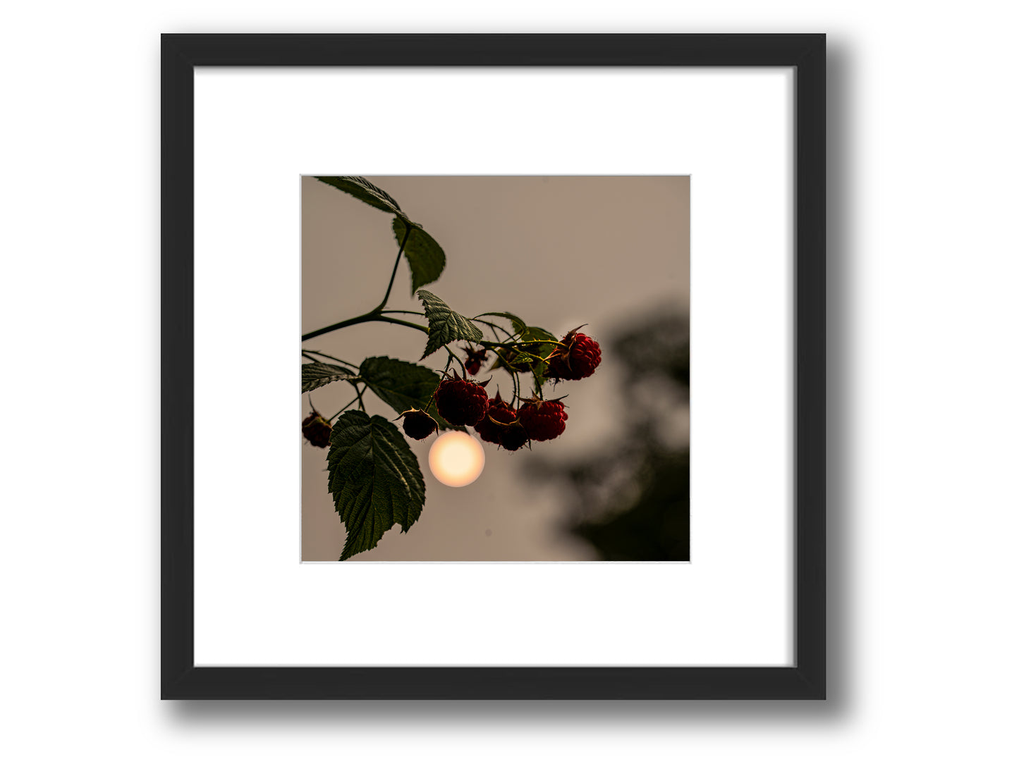 Raspberries at Sunset | Framed Nature Photography