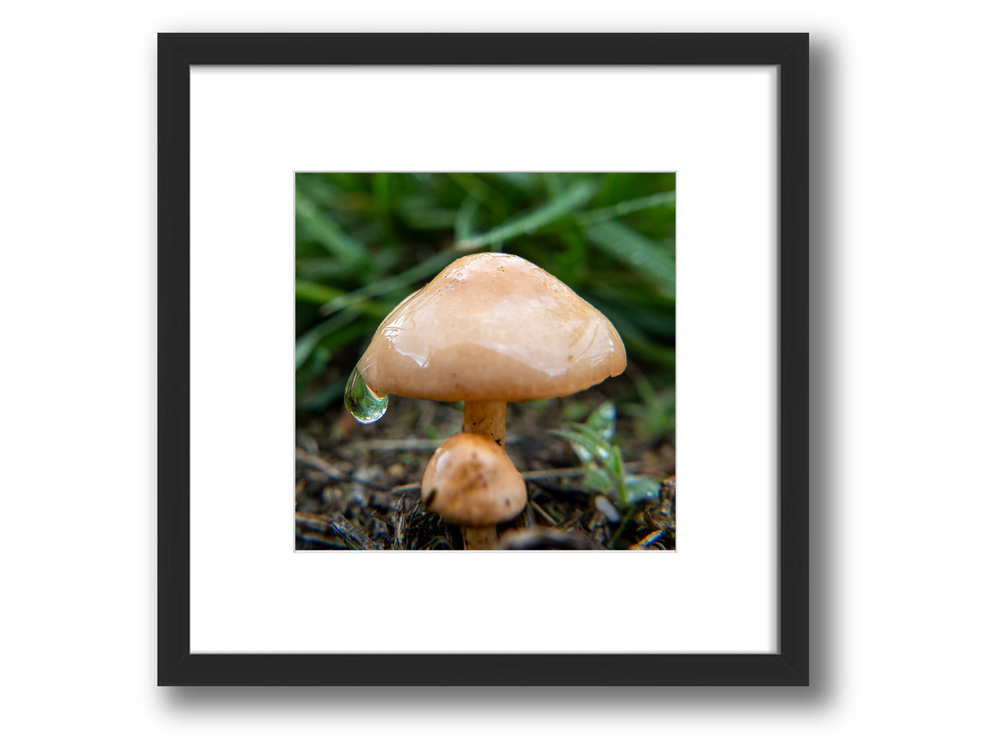 Mushroom and Rain | Framed Nature Photography