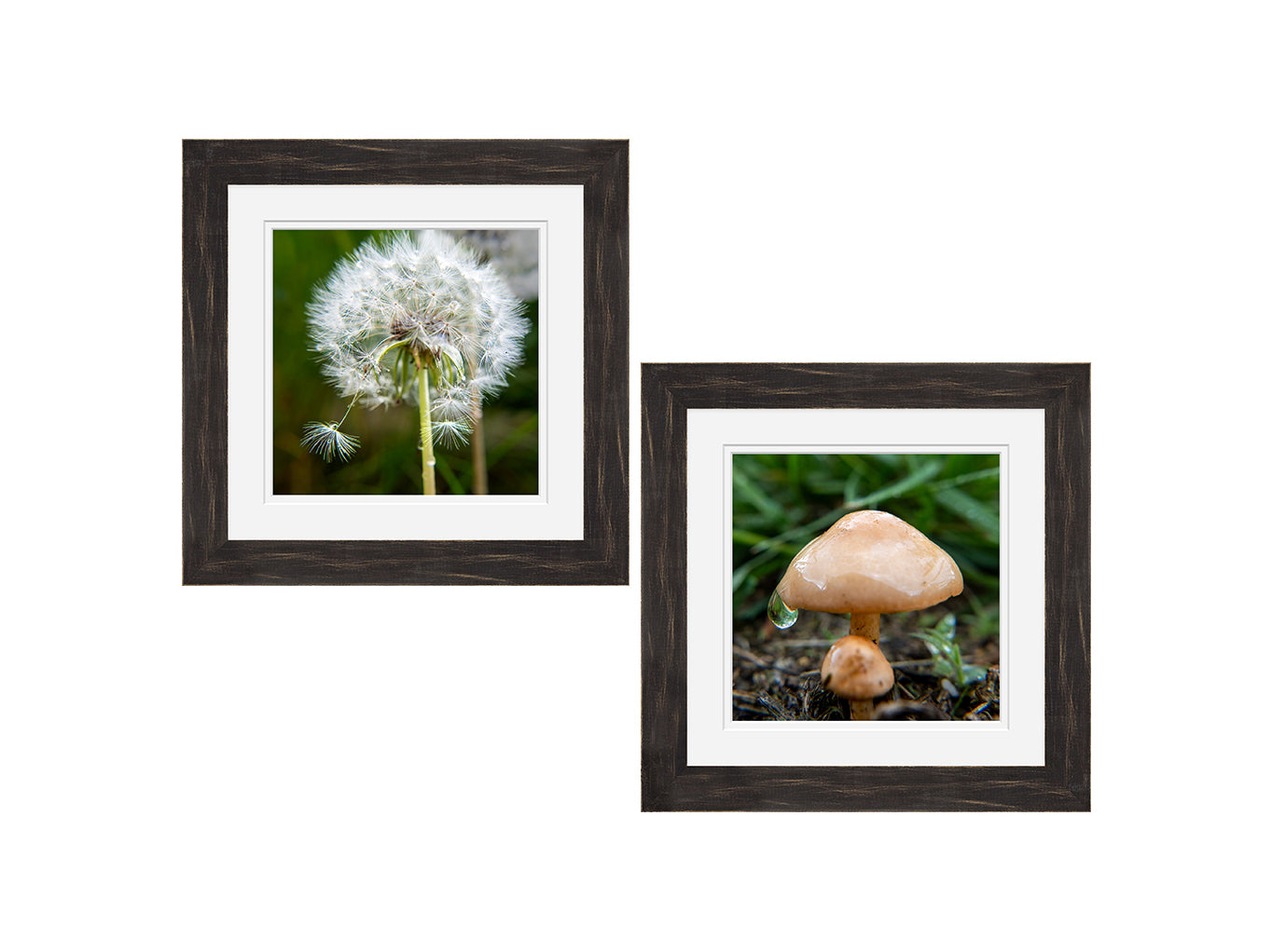 Two framed pictures of a dandelion and a mushroom on a white background