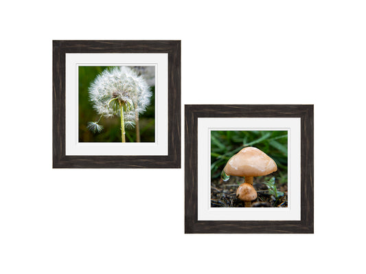 Two framed pictures of a dandelion and a mushroom on a white background