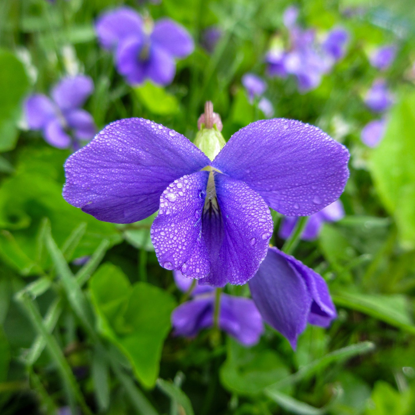 Close-up of a purple flower with water droplets on its petals, surrounded by green leaves.