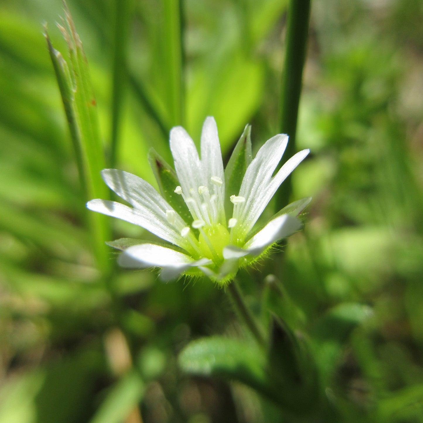 Chickweed Tile