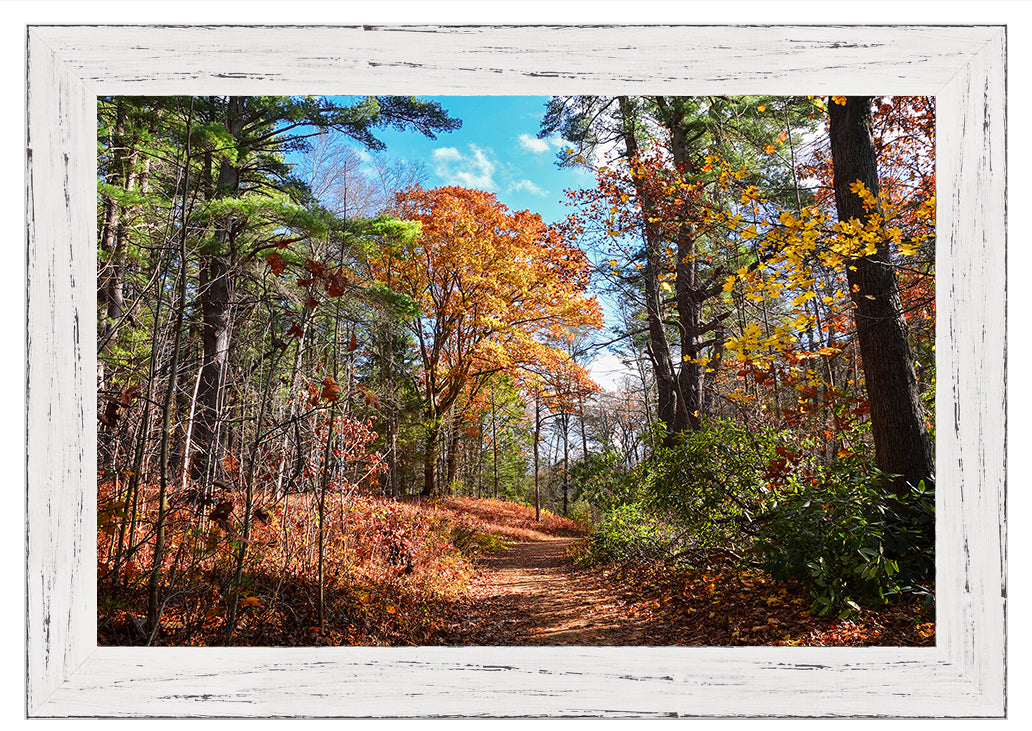 Autumn in New England No. 1 The Sunlit Forest Trail