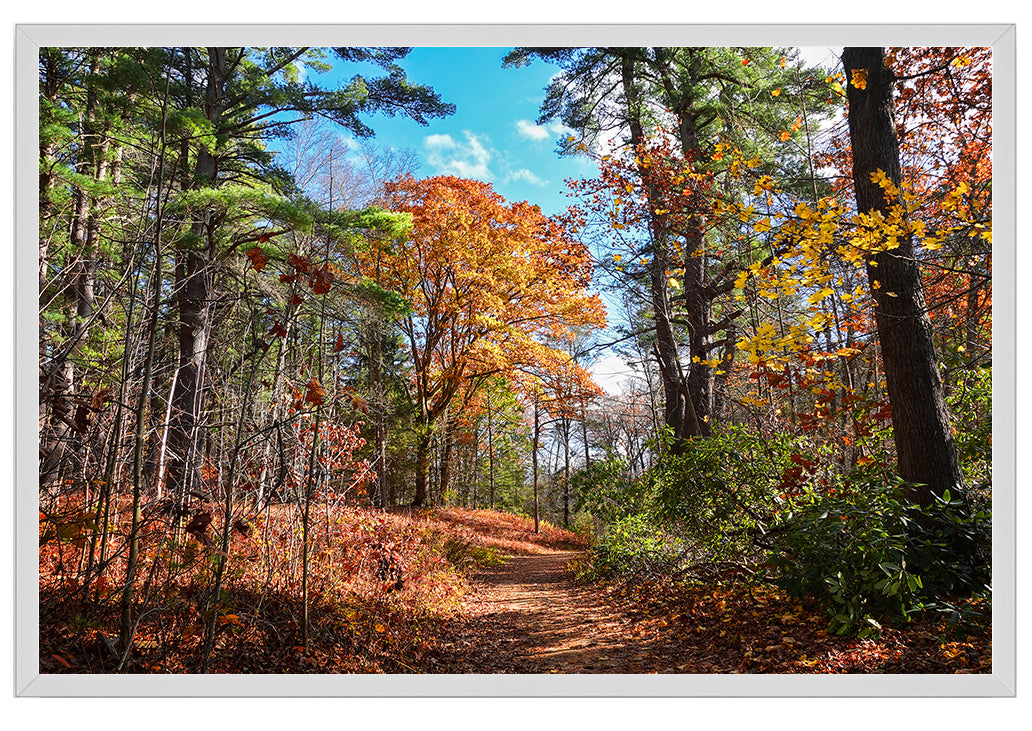 Autumn in New England No. 1 The Sunlit Forest Trail