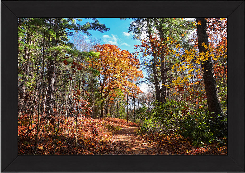 Autumn in New England No. 1 The Sunlit Forest Trail