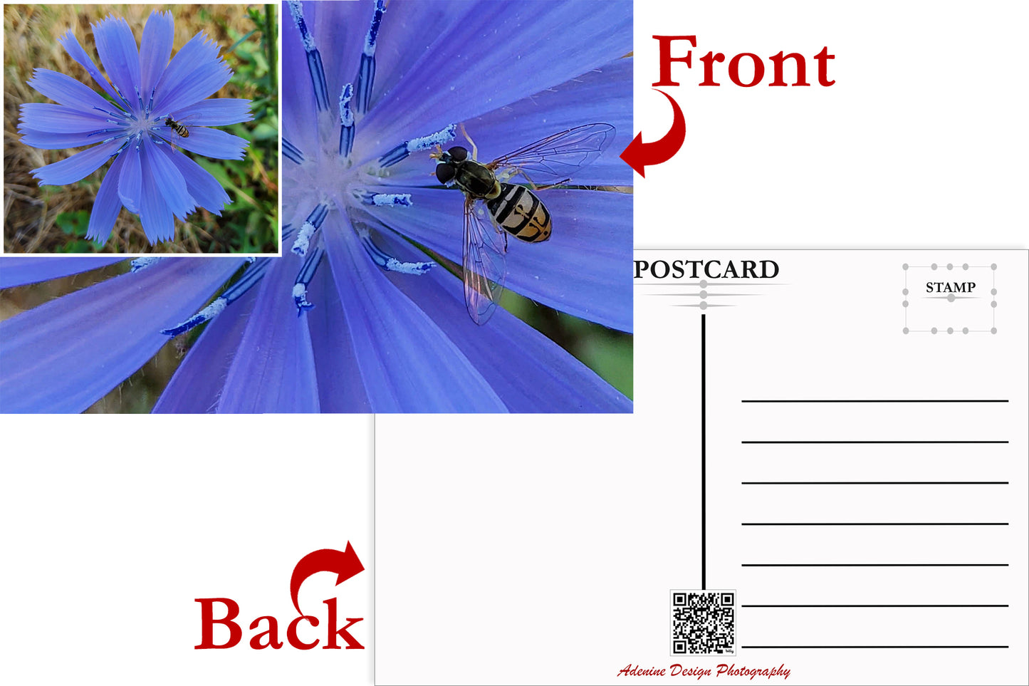 Chicory & Hoverfly