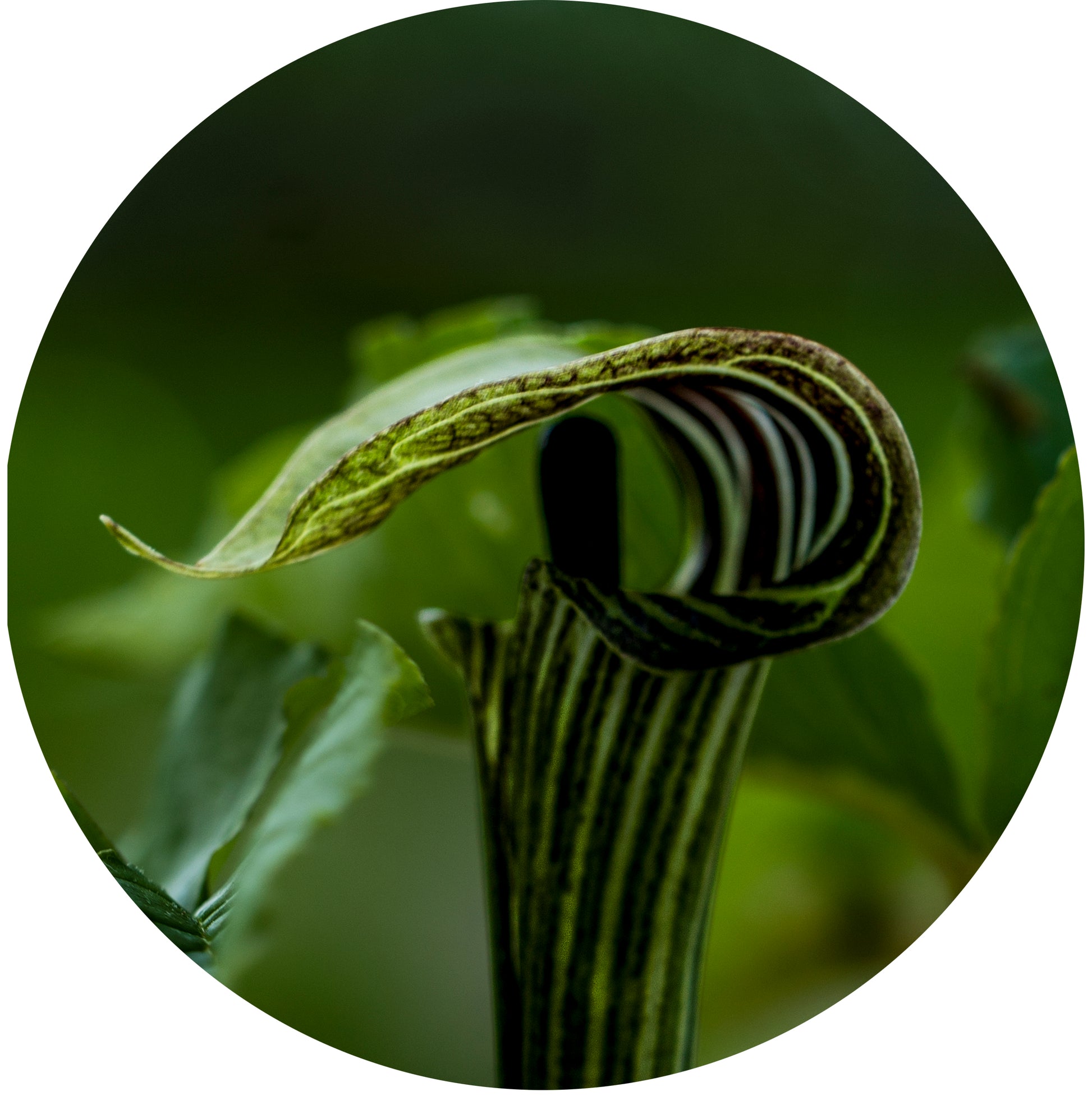 Close-up of a unique plant with a curved leaf against a blurred green background