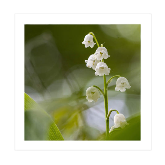 Lily of the Valley Square Mounted Photographic Print