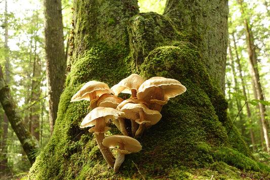 Mossy Mushroom Tree Trunk in the Forest