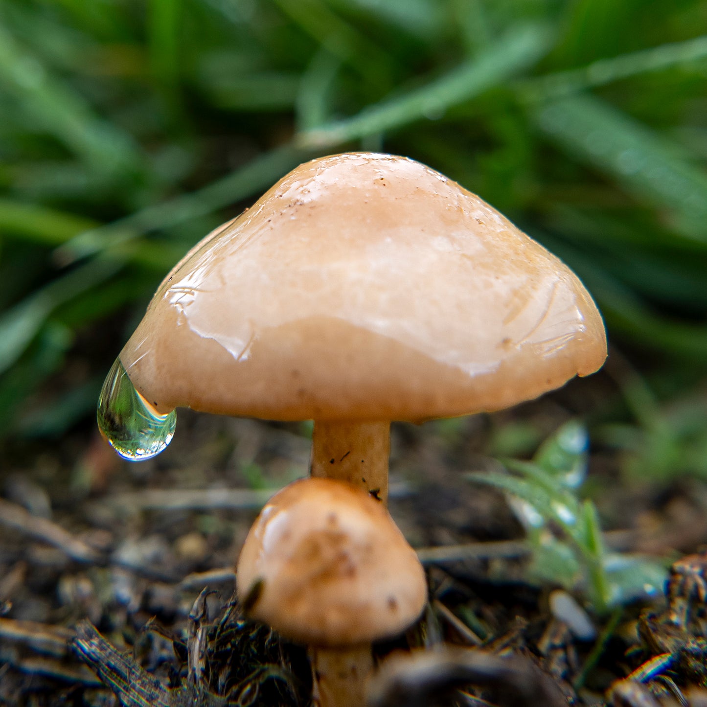Close-up of a mushroom with a droplet of water on a grassy background