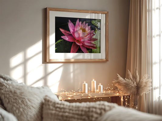 Pink Water Lily at Bellamy Reservoir – Framed Fine Art Photograph
