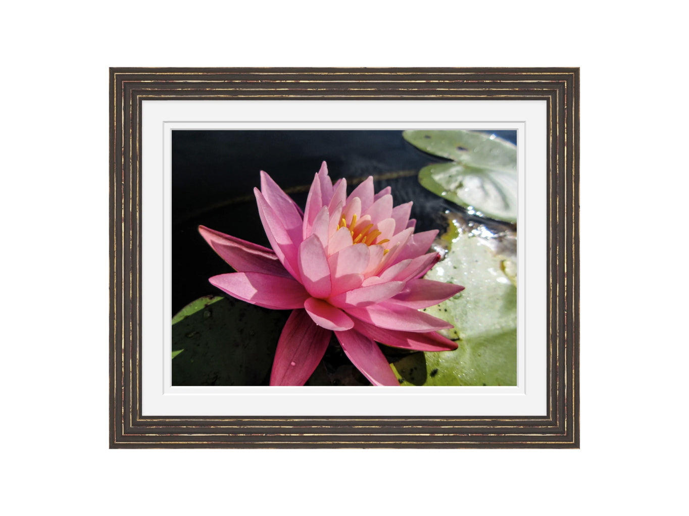 Pink Water Lily at Bellamy Reservoir – Framed Fine Art Photograph
