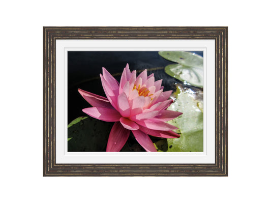 Pink Water Lily at Bellamy Reservoir – Framed Fine Art Photograph