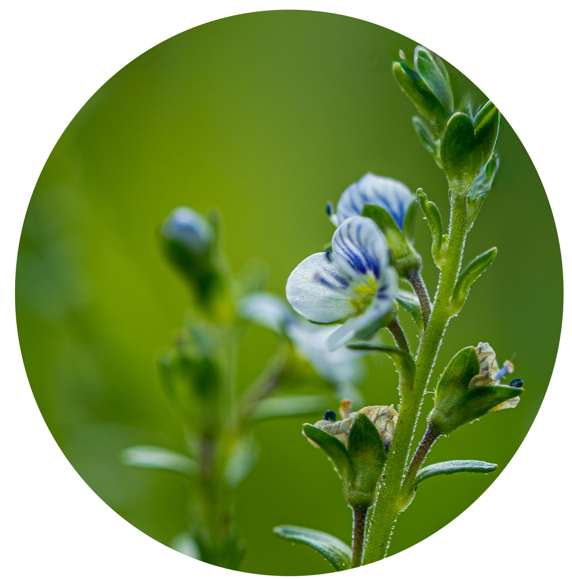 Close-up of a small blue and white flower with green leaves on a blurred green background