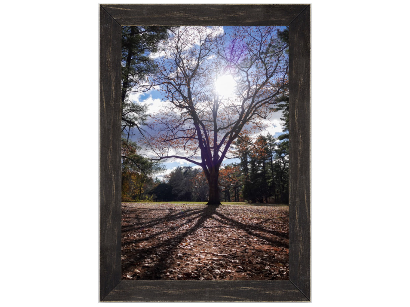 Sun Through the Branches Framed Art