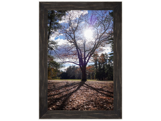 Sun Through the Branches Framed Art