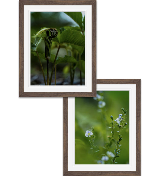 Two framed photographs of nature scenes with greenery and white flowers on a white background.