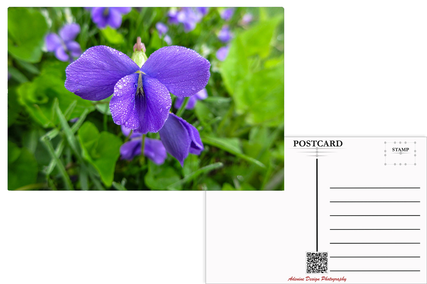 Violet
